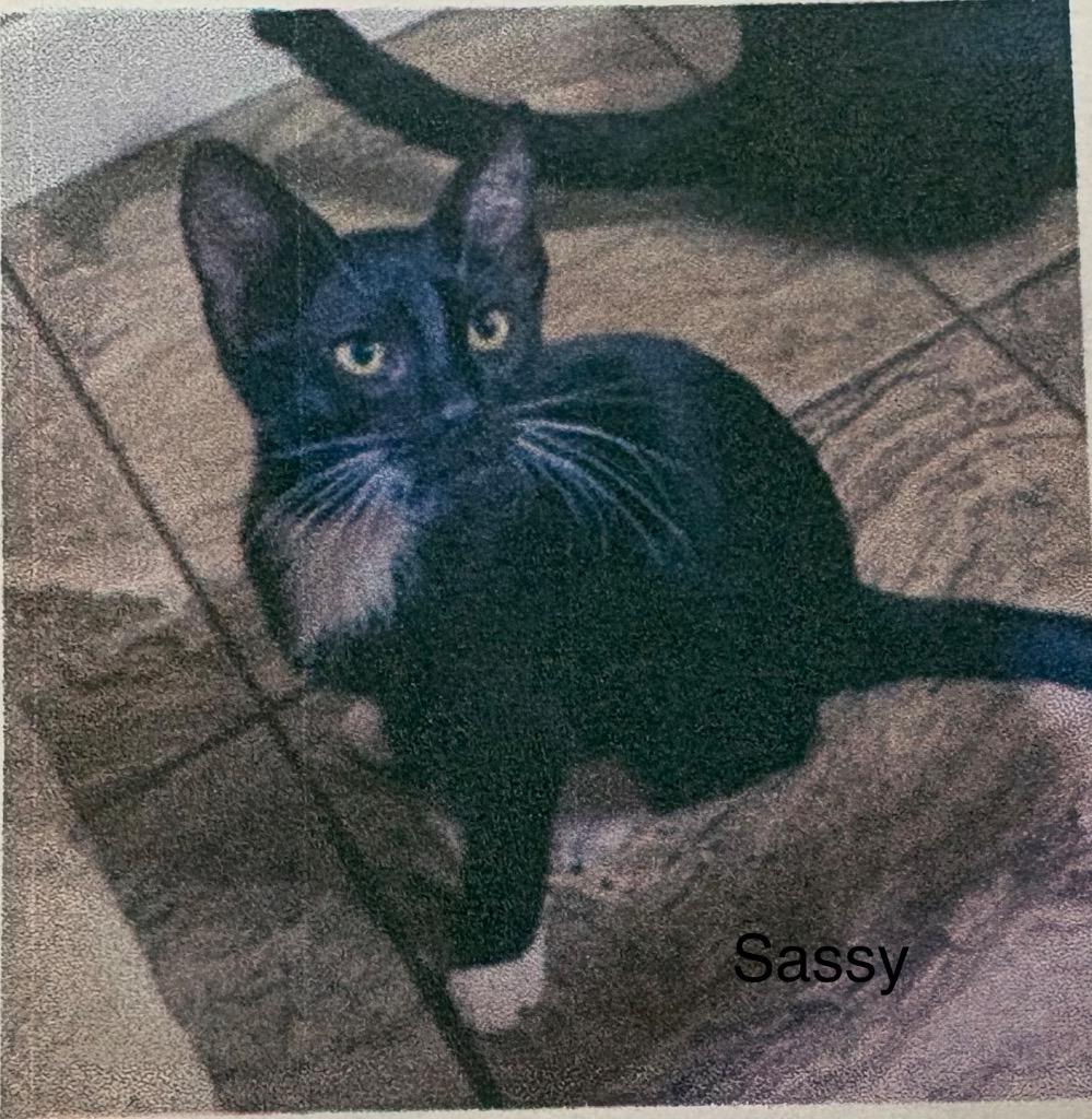 Sassy, Adoptable, Kitten Female Domestic Short Hair.