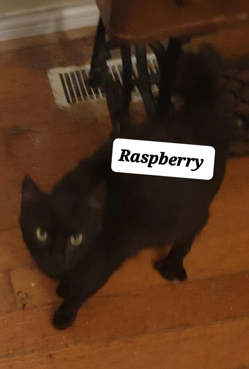 Enlarge Raspberry, a Adoptable American Bobtail in Versailles, KY image 1/1