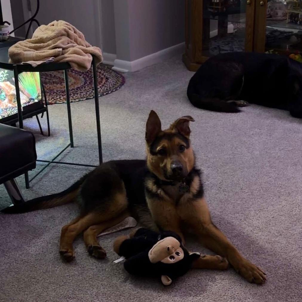 Enlarge Ethan *Adoption Pending*, a Adoptable German Shepherd Dog in Van Horne, IA image 1/2