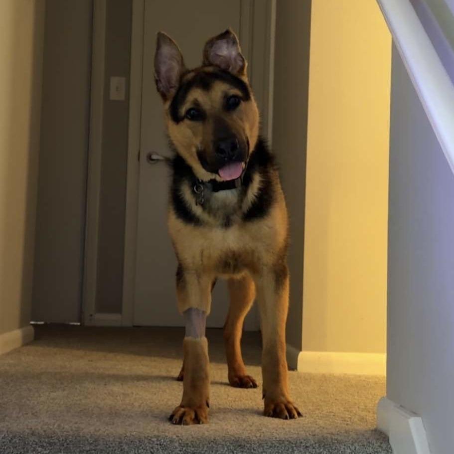 Enlarge Ethan *Adoption Pending*, a Adoptable German Shepherd Dog in Van Horne, IA image 2/2