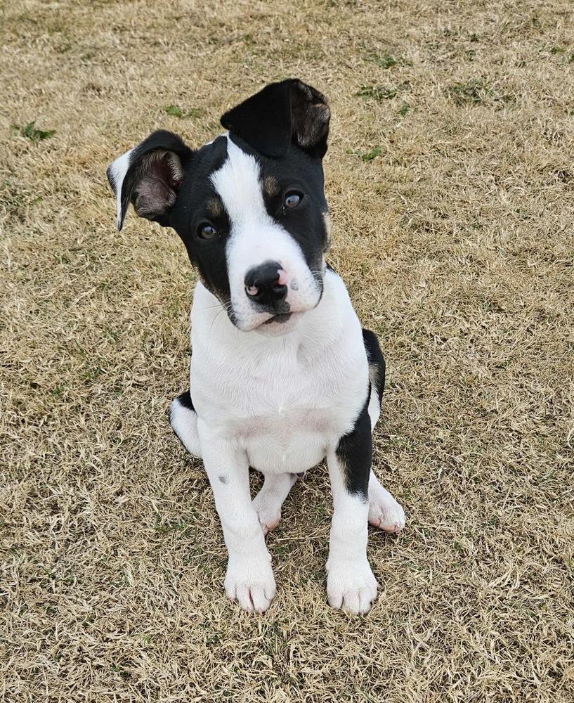 Gus, Adoptable, Puppy Male Pit Bull Terrier & Fox Terrier.