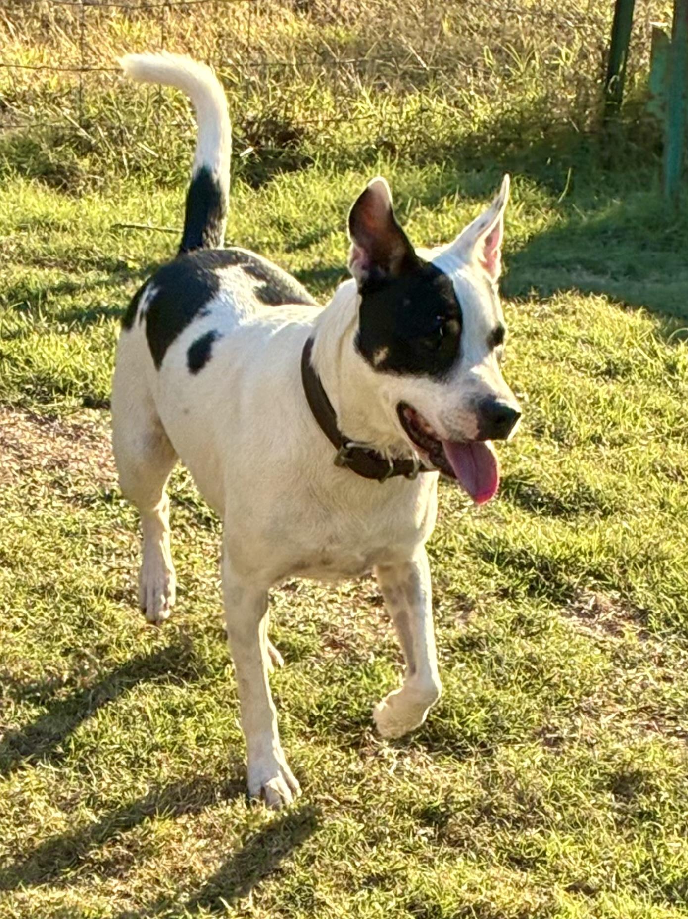 Sunshine Urgent thumbnail 4