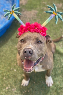Anubis, a Adoptable Pit Bull Terrier in Santa Paula, CA image 1/12