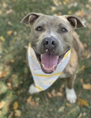 Enlarge Anubis, a Adoptable Pit Bull Terrier in Santa Paula, CA image 8/12