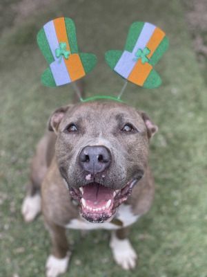 Anubis — thumbnail 3