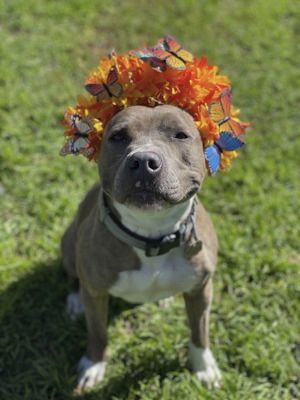 Enlarge Anubis, a Adoptable Pit Bull Terrier in Santa Paula, CA image 10/12