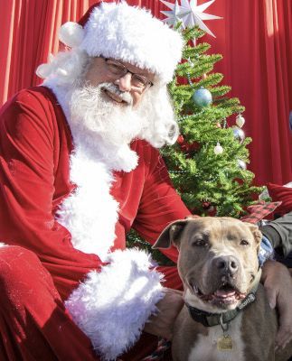 Enlarge Anubis, a Adoptable Pit Bull Terrier in Santa Paula, CA image 11/12