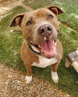 Enlarge Anubis, a Adoptable Pit Bull Terrier in Santa Paula, CA image 12/12