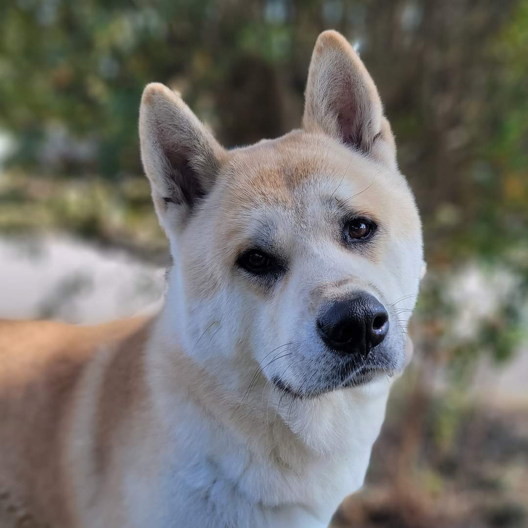 Nacho, a Adoptable Akita in Chesapeake, VA image 1/8