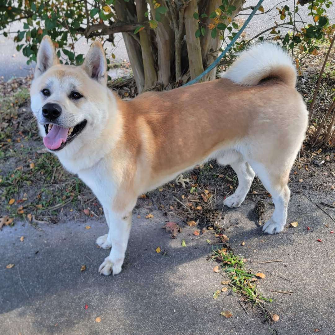 Nacho, a Adoptable Akita in Chesapeake, VA image 2/8