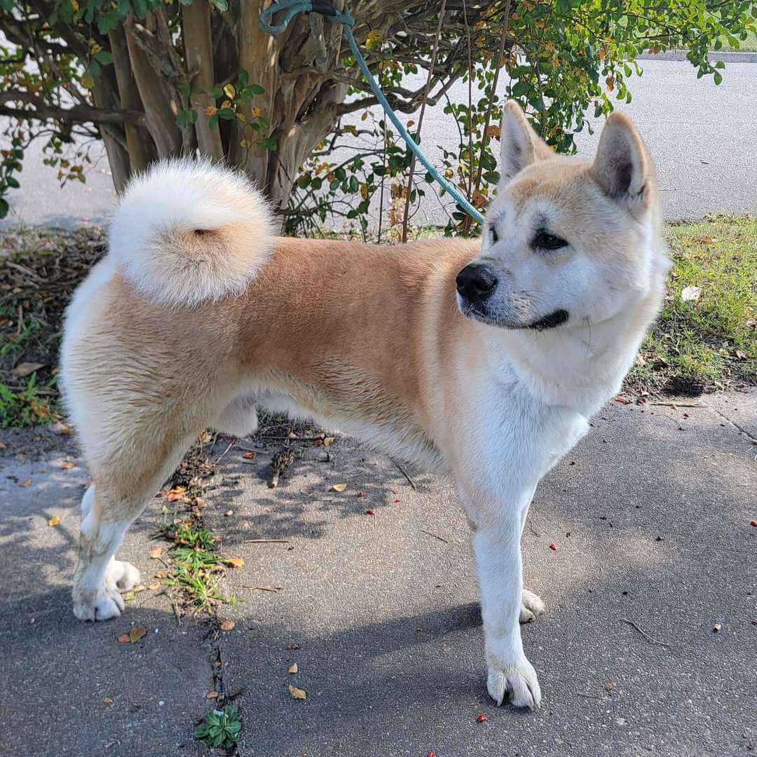 Nacho, a Adoptable Akita in Chesapeake, VA image 3/8