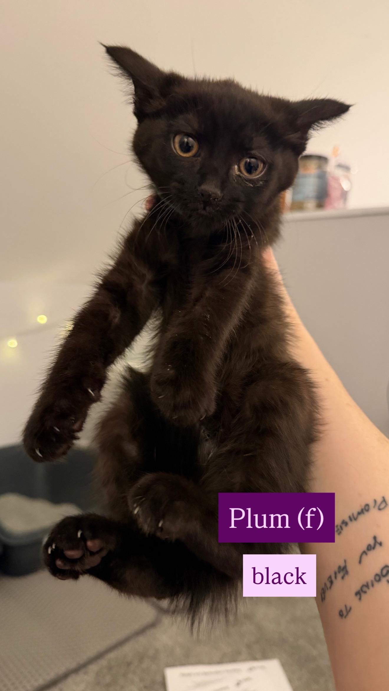 Enlarge Plum, a ADOPTABLE Domestic Short Hair in Columbus, OH image 3/4