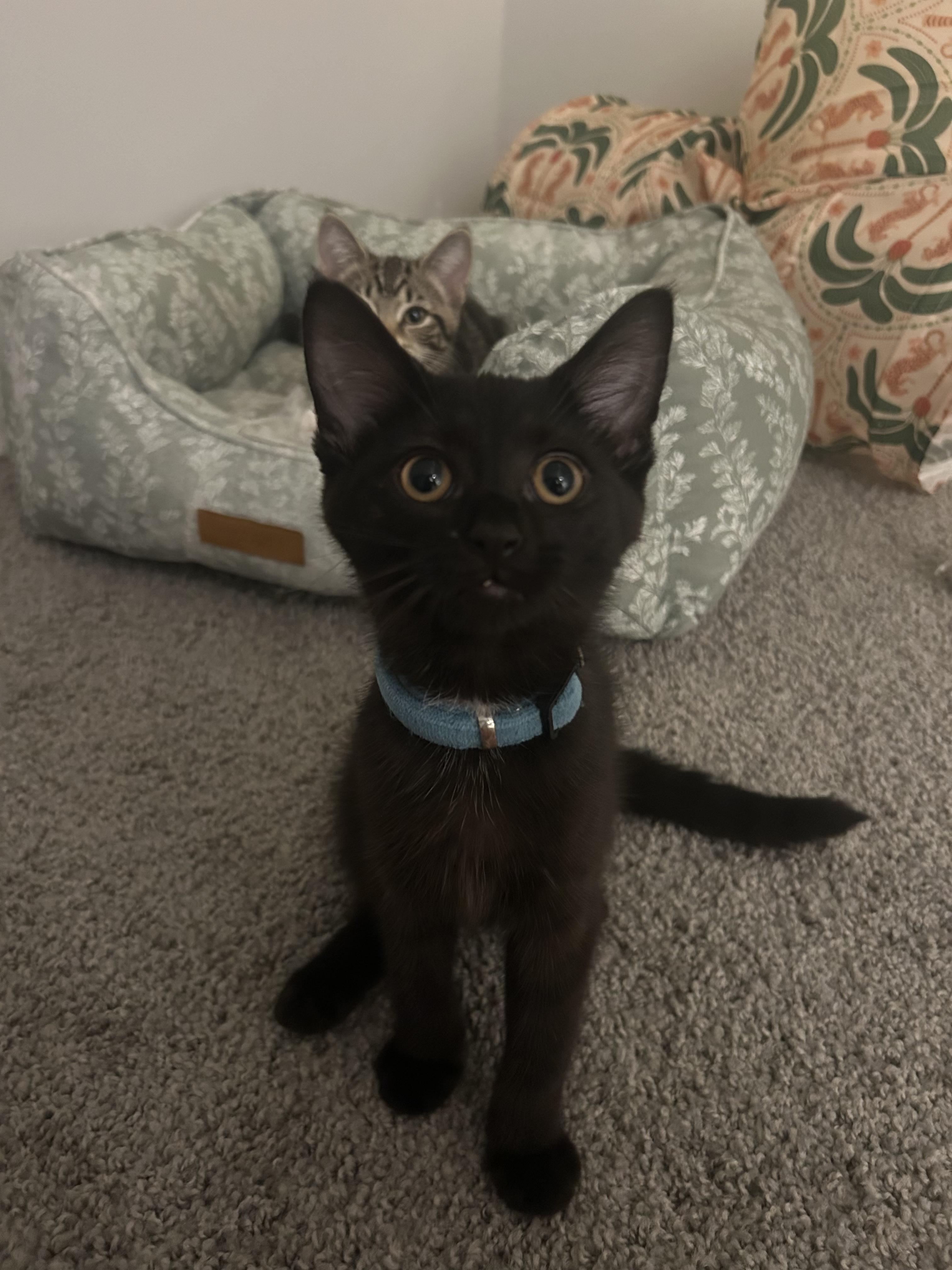 Plum, ADOPTABLE, Kitten Female Domestic Short Hair.
