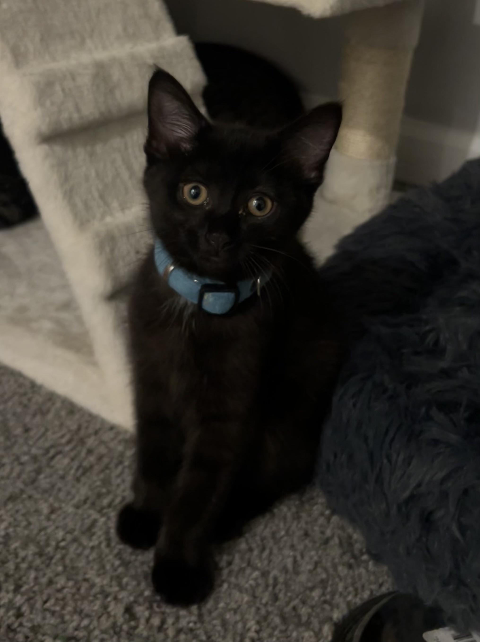 Enlarge Plum, a ADOPTABLE Domestic Short Hair in Columbus, OH image 2/4