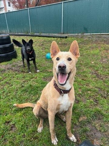 Shamrock thumbnail 3