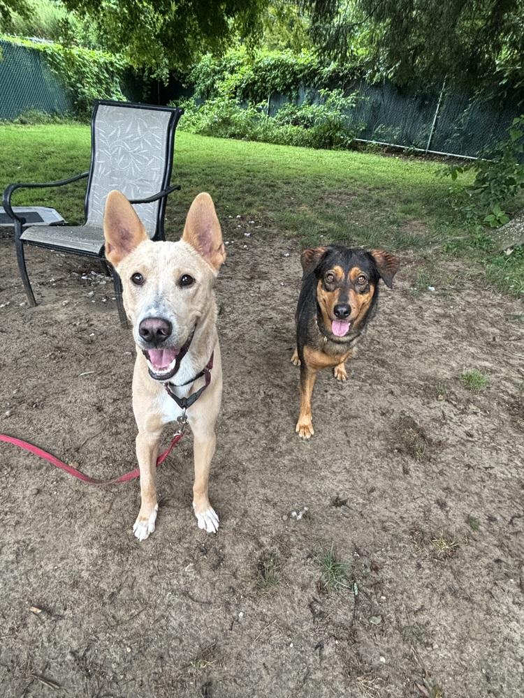 Shamrock thumbnail 5