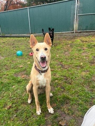 Shamrock thumbnail 6