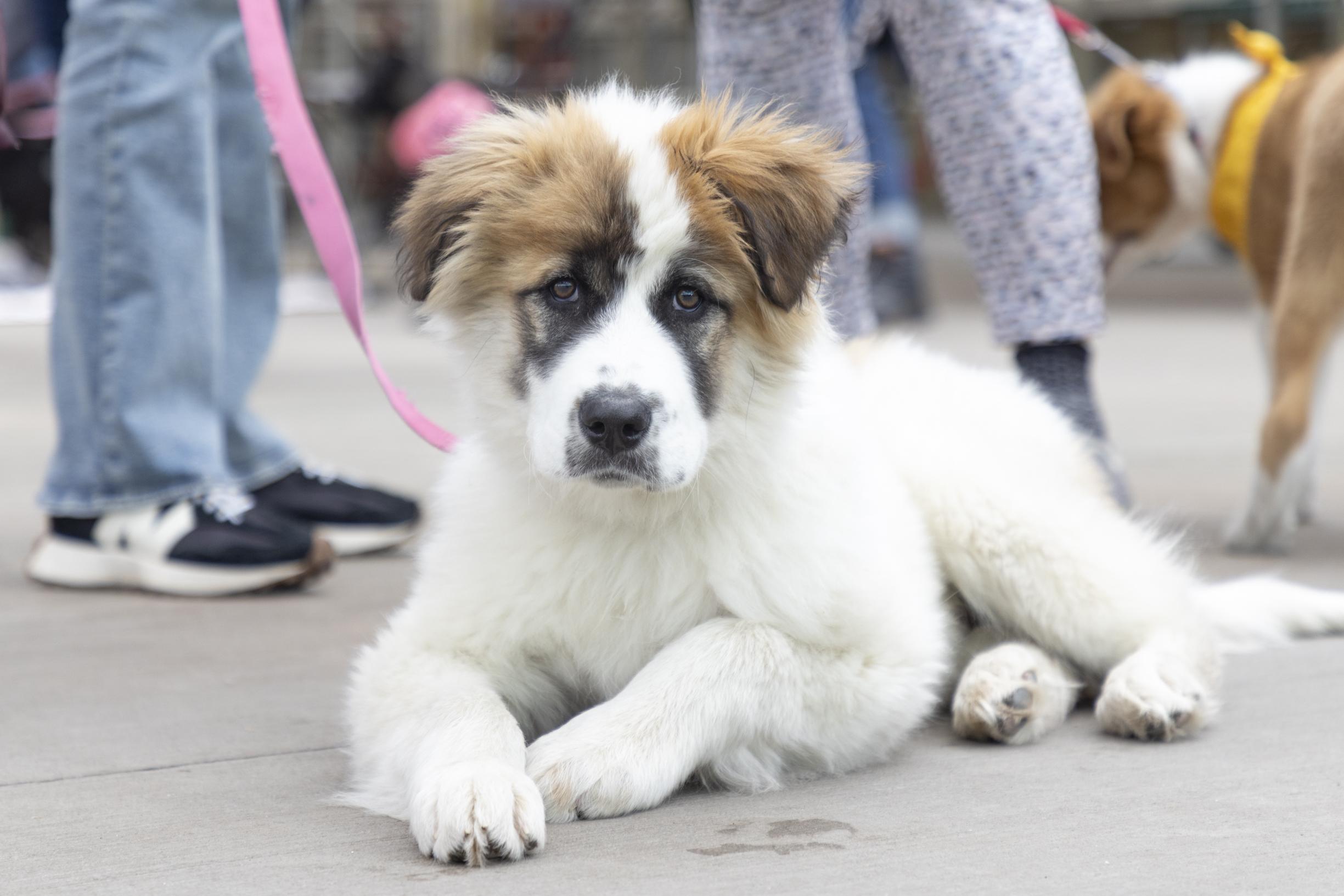 Berkley, ADOPTABLE, Puppy Male Saint Bernard & Mixed Breed.