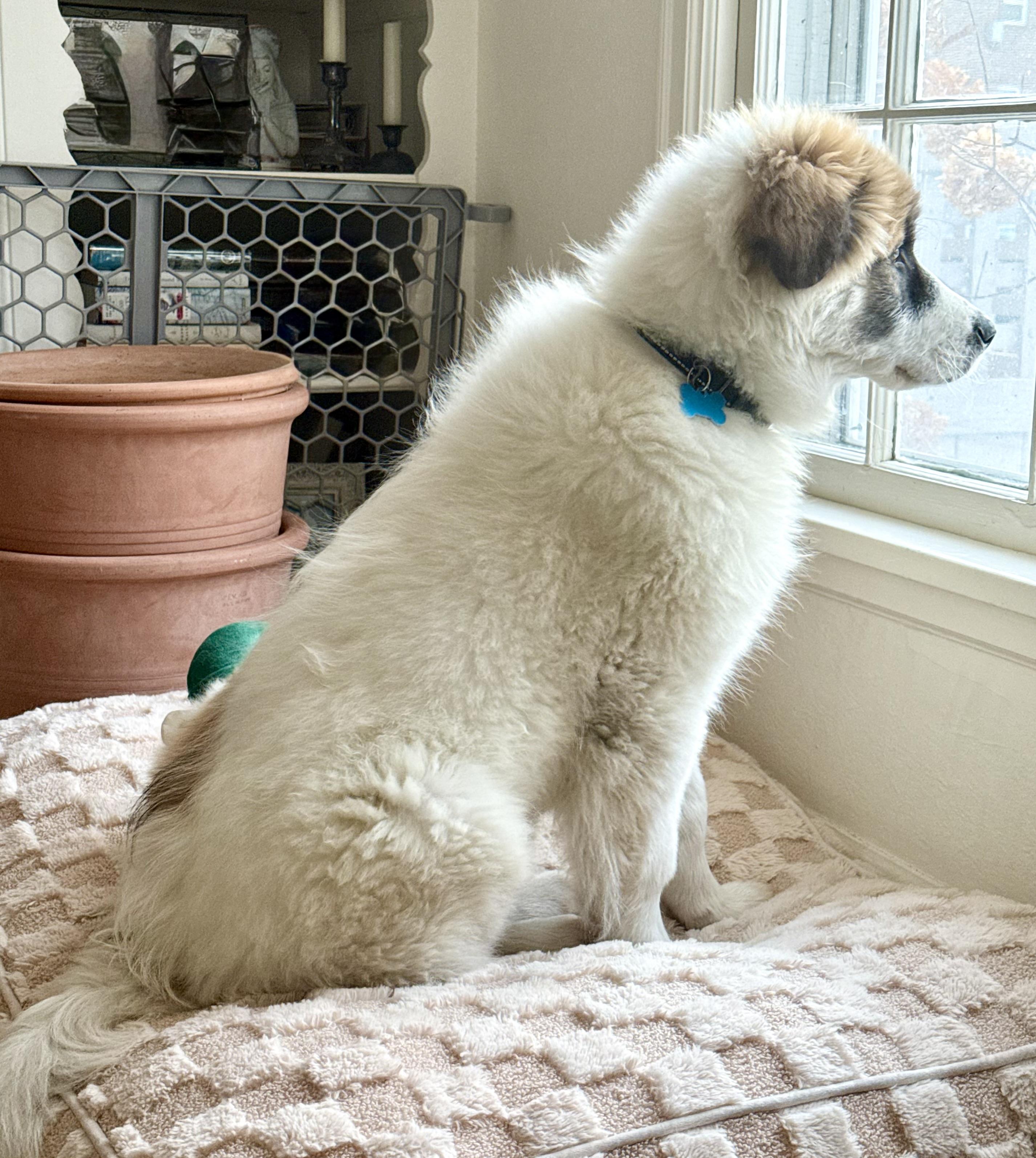 Enlarge Berkley, a ADOPTABLE mixed breed in Minneapolis, MN image 5/6