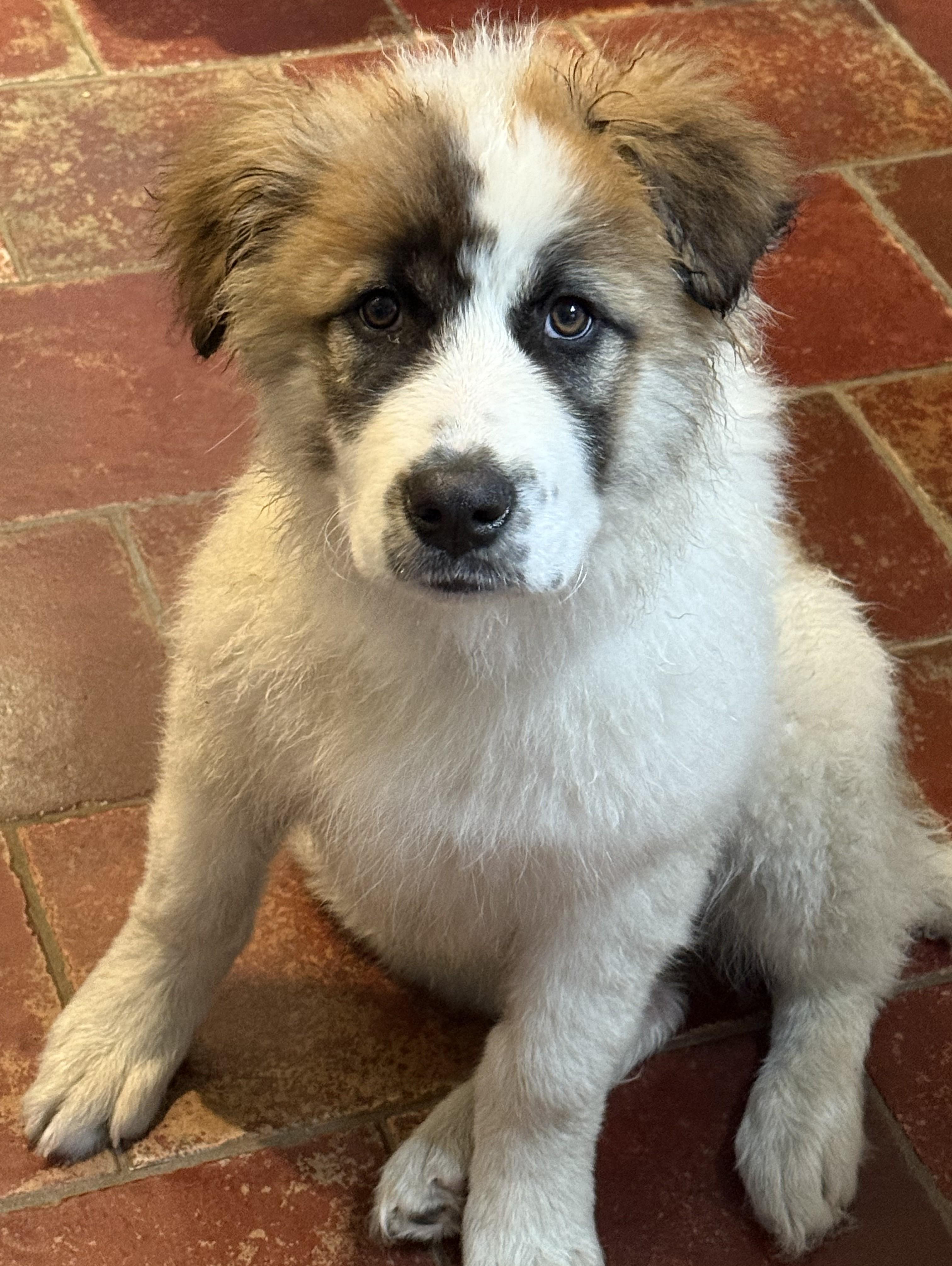 Enlarge Berkley, a ADOPTABLE mixed breed in Minneapolis, MN image 3/6