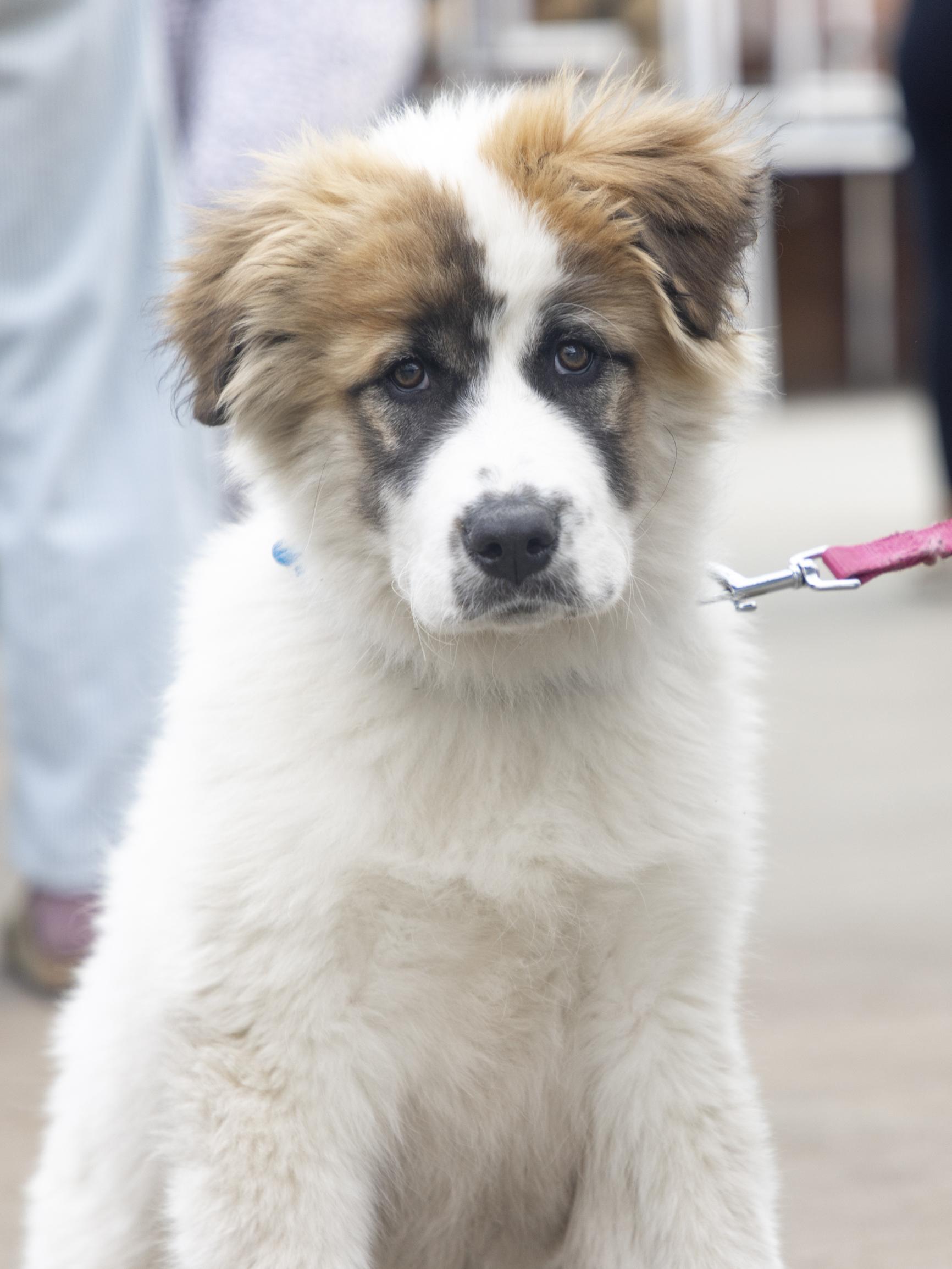 Enlarge Berkley, a ADOPTABLE mixed breed in Minneapolis, MN image 2/6