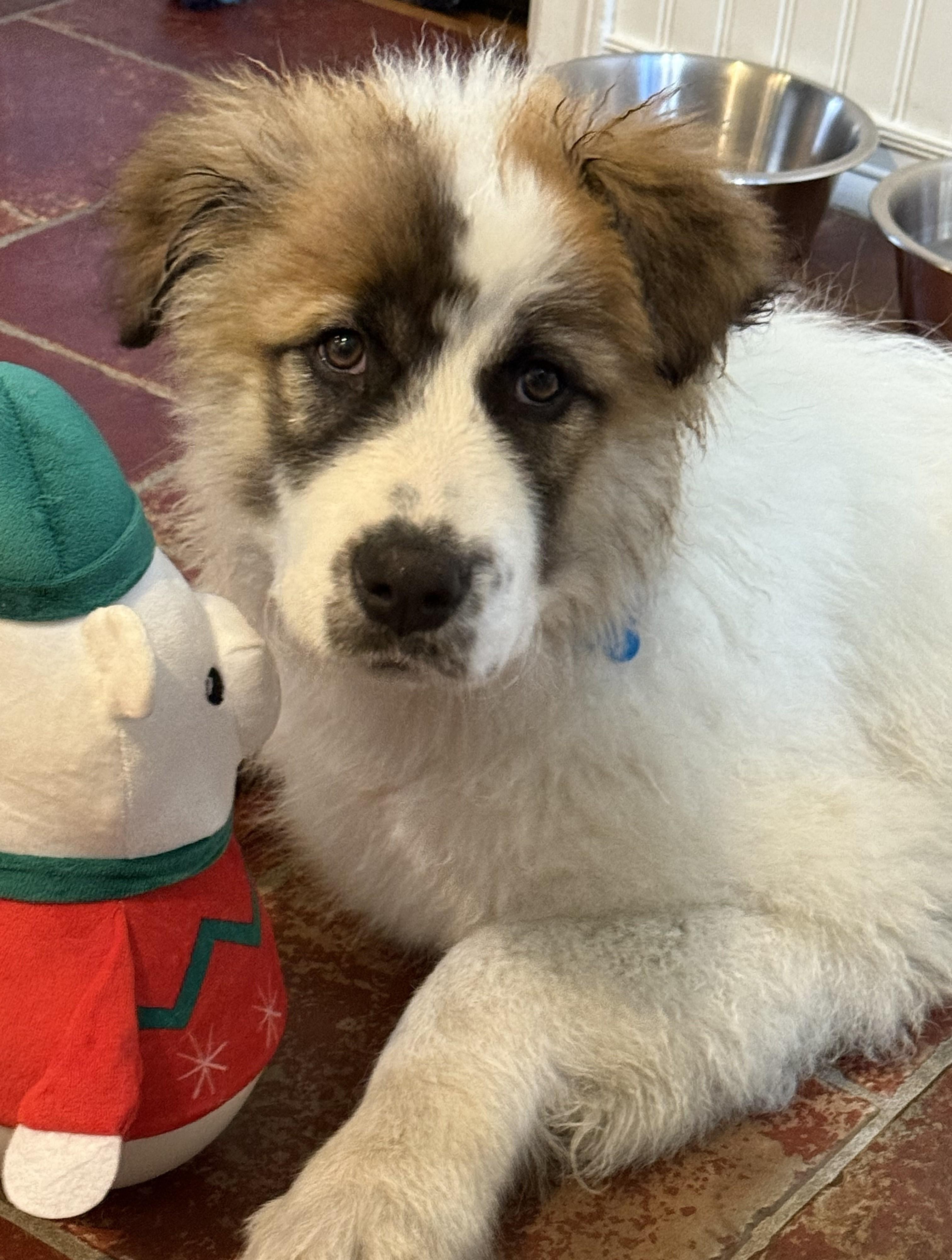 Enlarge Berkley, a ADOPTABLE mixed breed in Minneapolis, MN image 4/6