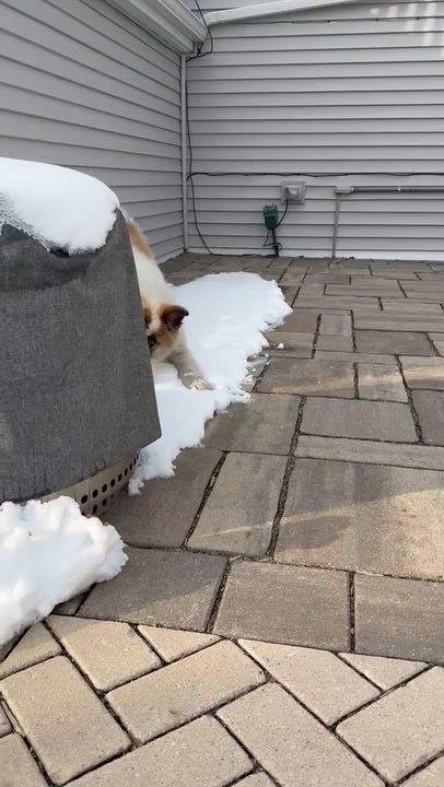 Enlarge Berkley, a ADOPTABLE mixed breed in Minneapolis, MN video 6/6