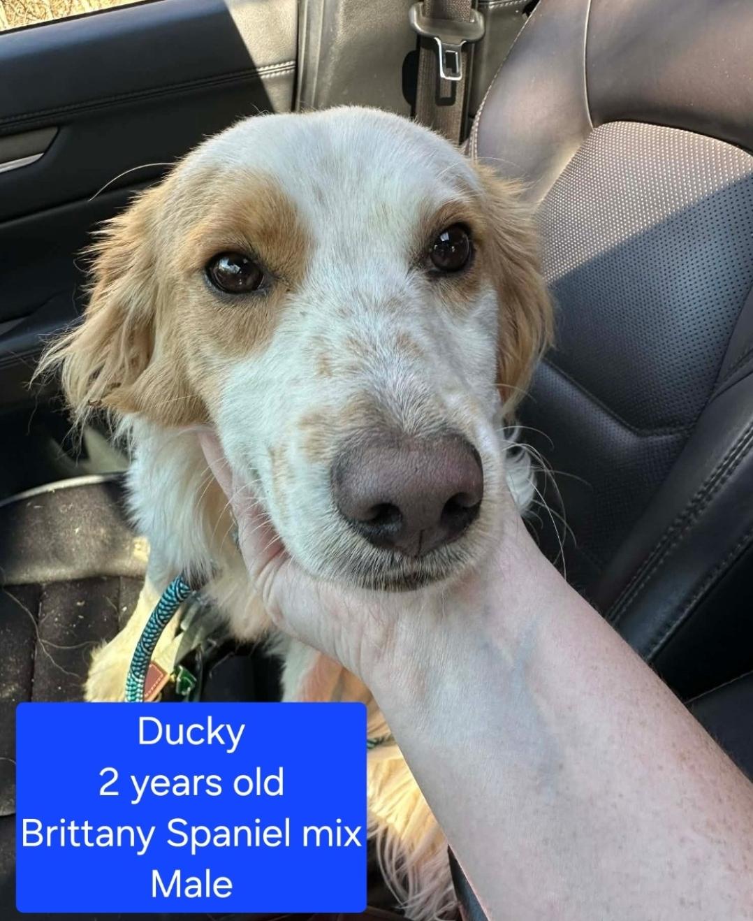 Enlarge Ducky, a Adoptable mixed breed in Ross, OH image 1/1