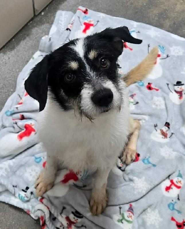 Sir Tinseltown - Courtesy, adopted, Senior Male Jack Russell Terrier.