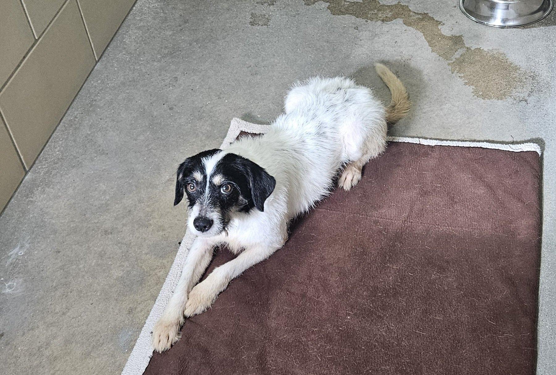 Sir Tinseltown - Courtesy, an adopted mixed breed in Aurora, IN image 2/2