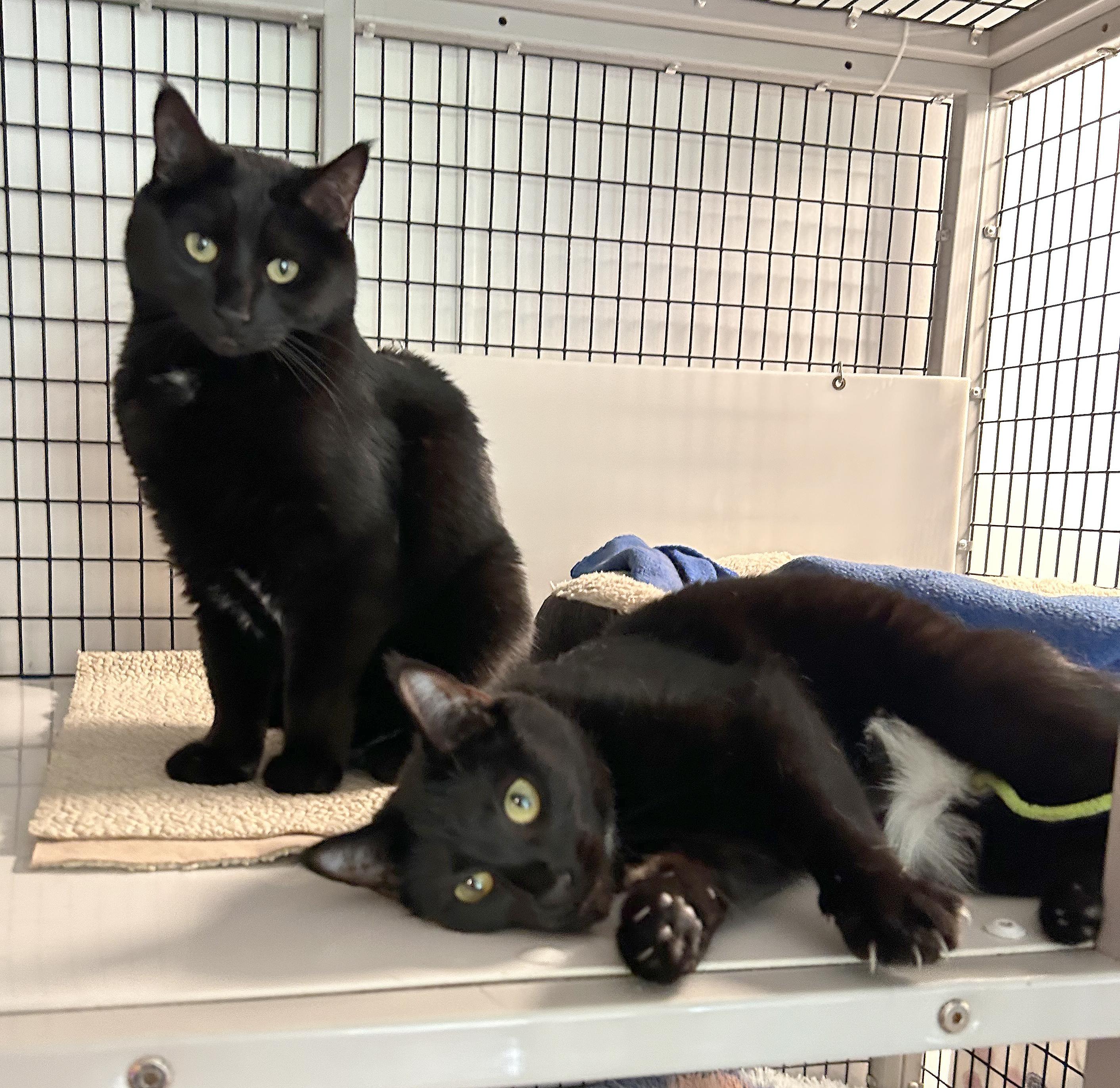 Adobo & Parsley, adoptable, Adult Female Domestic Short Hair.