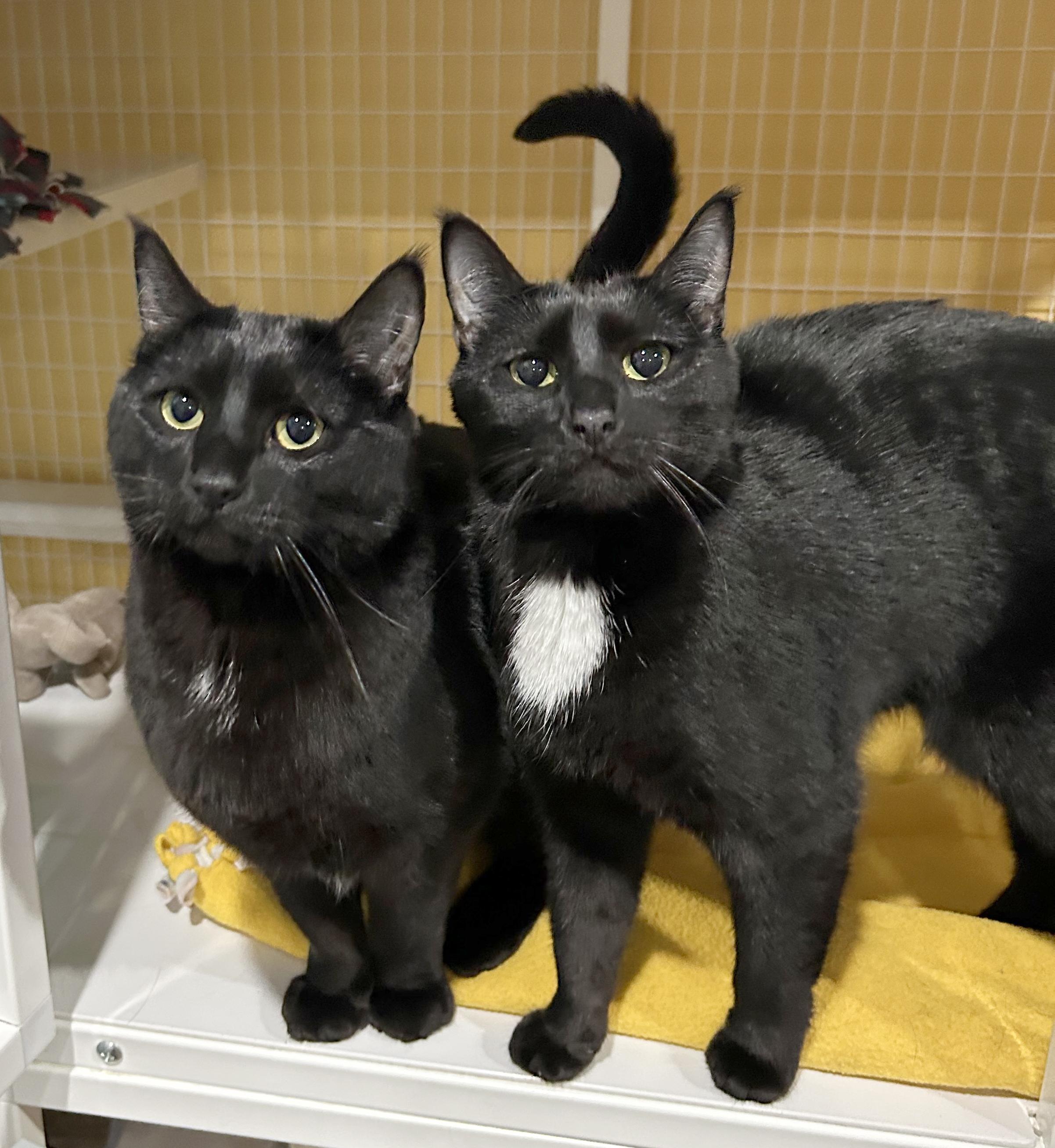 Enlarge Adobo & Parsley, an adoptable Domestic Short Hair in Parkville, MO image 3/6