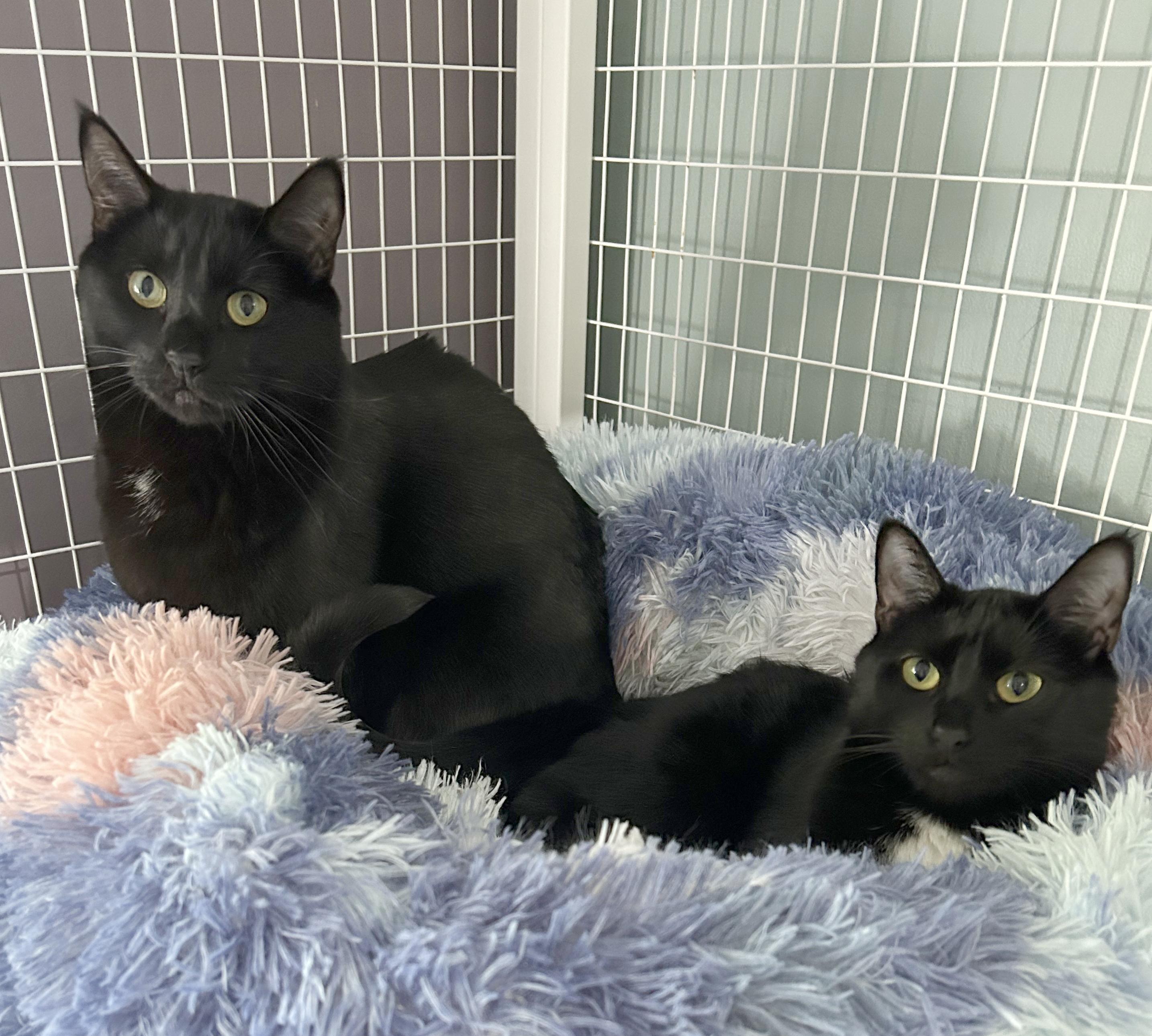 Adobo & Parsley, adoptable, Adult Female Domestic Short Hair.