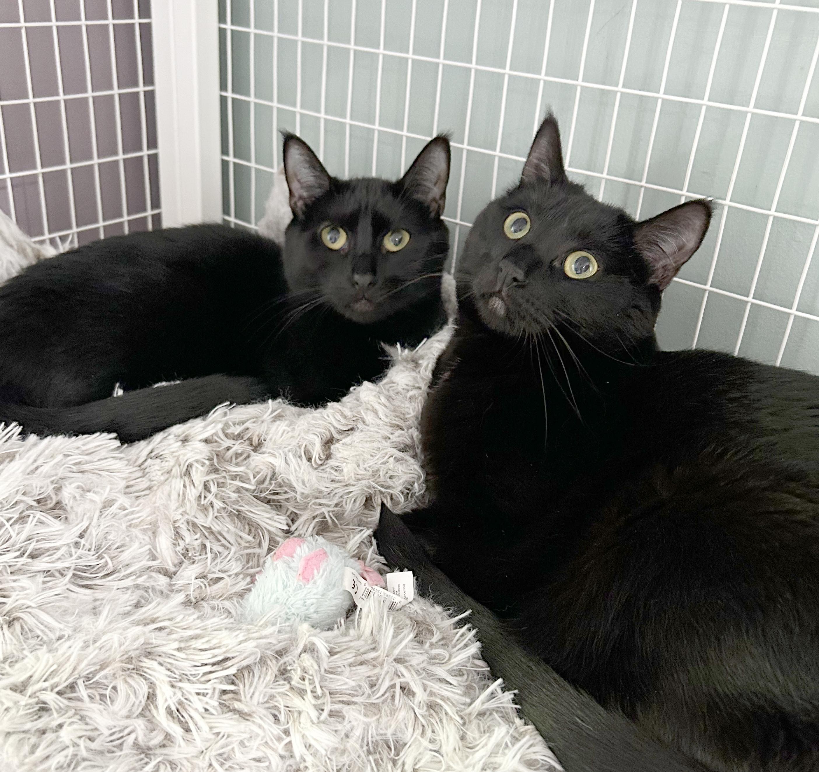 Enlarge Adobo & Parsley, an adoptable Domestic Short Hair in Parkville, MO image 2/6