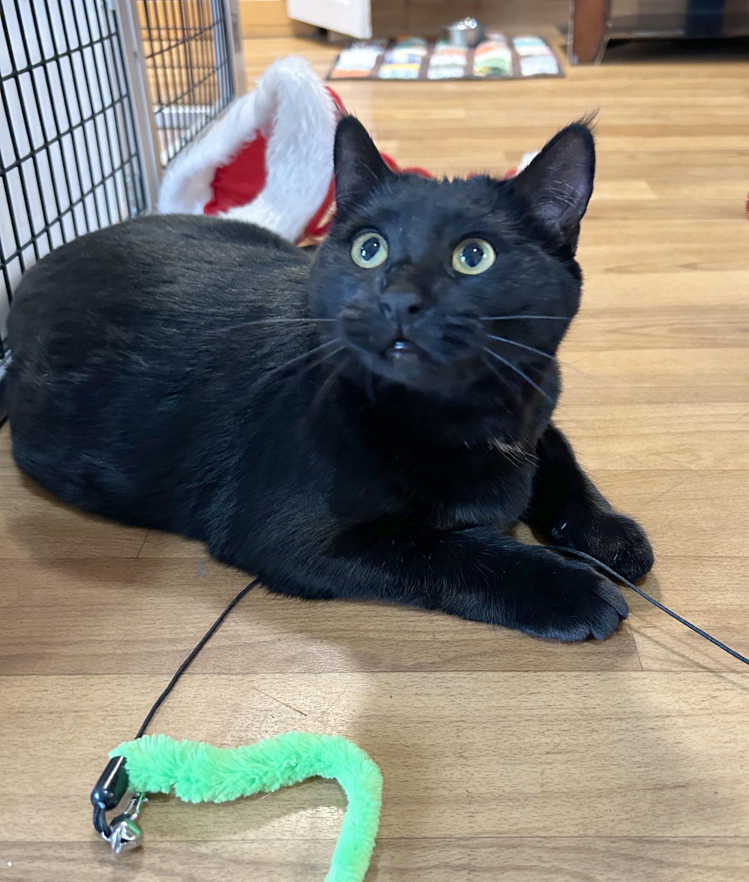 Enlarge Adobo & Parsley, an adoptable Domestic Short Hair in Parkville, MO image 5/6