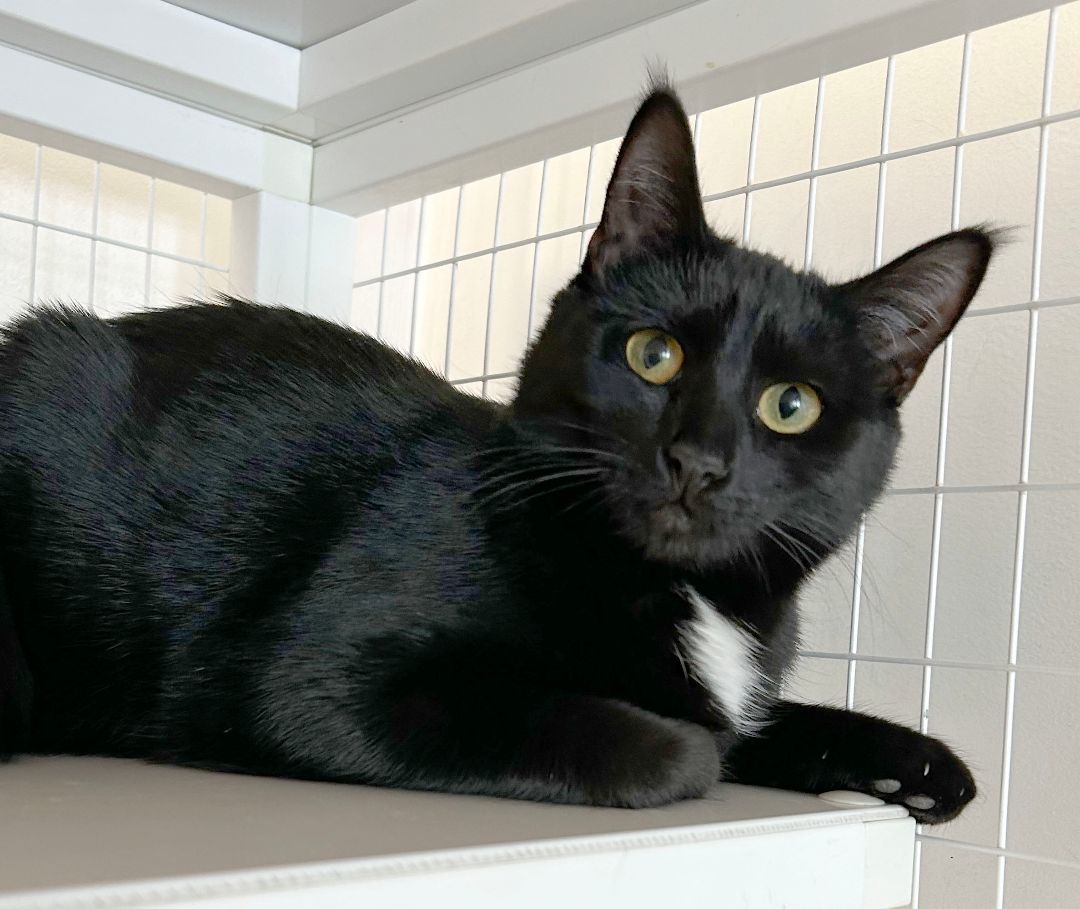 Enlarge Adobo & Parsley, an adoptable Domestic Short Hair in Parkville, MO image 6/6