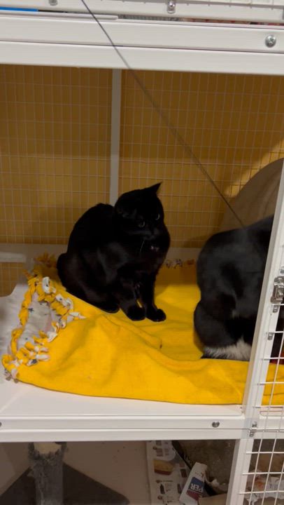 Enlarge Adobo & Parsley, an adoptable Domestic Short Hair in Parkville, MO video 4/6