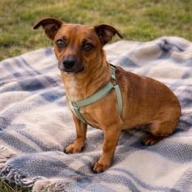 Millie, an adopted mixed breed in Springfield, MO image 2/6