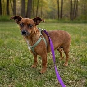Millie, an adopted mixed breed in Springfield, MO image 3/6