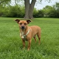 Millie, an adopted mixed breed in Springfield, MO image 5/6