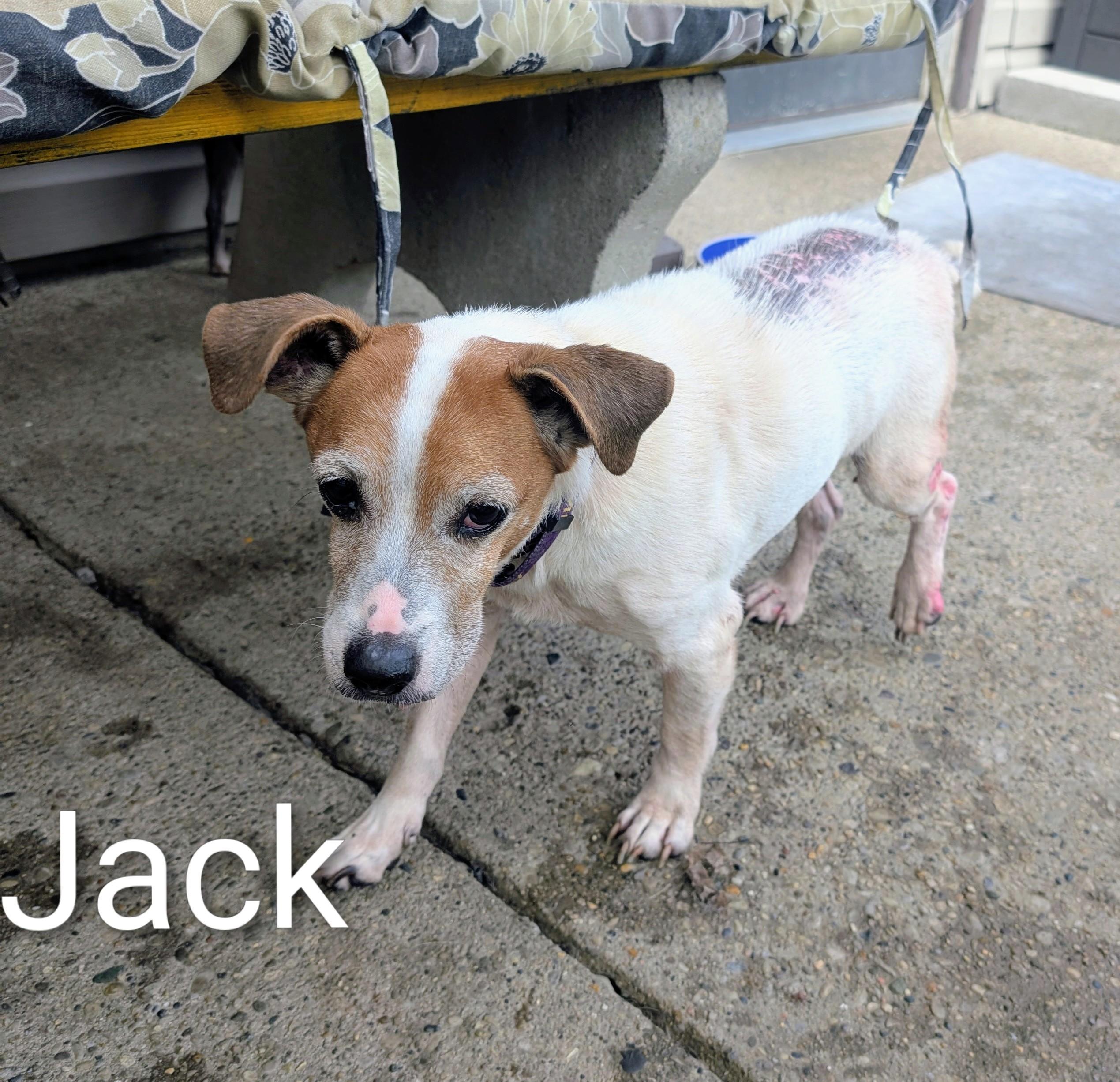 Enlarge Jack of Jack and Jill, a Adoptable Jack Russell Terrier in Amelia, OH image 2/6