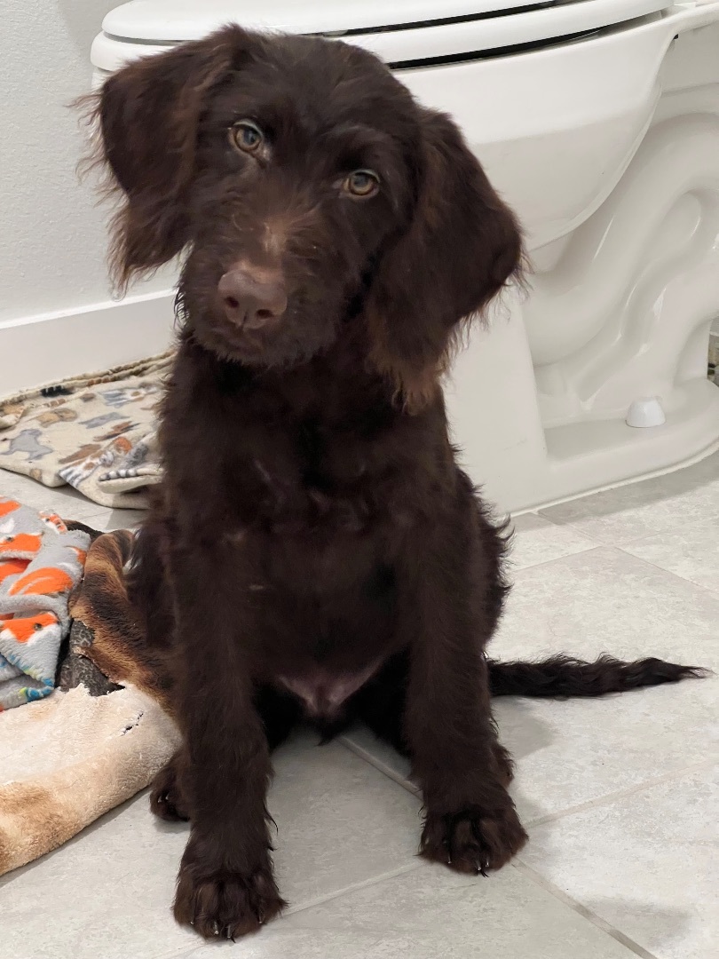 Cola, Adopted, Puppy Male Labradoodle & Poodle.