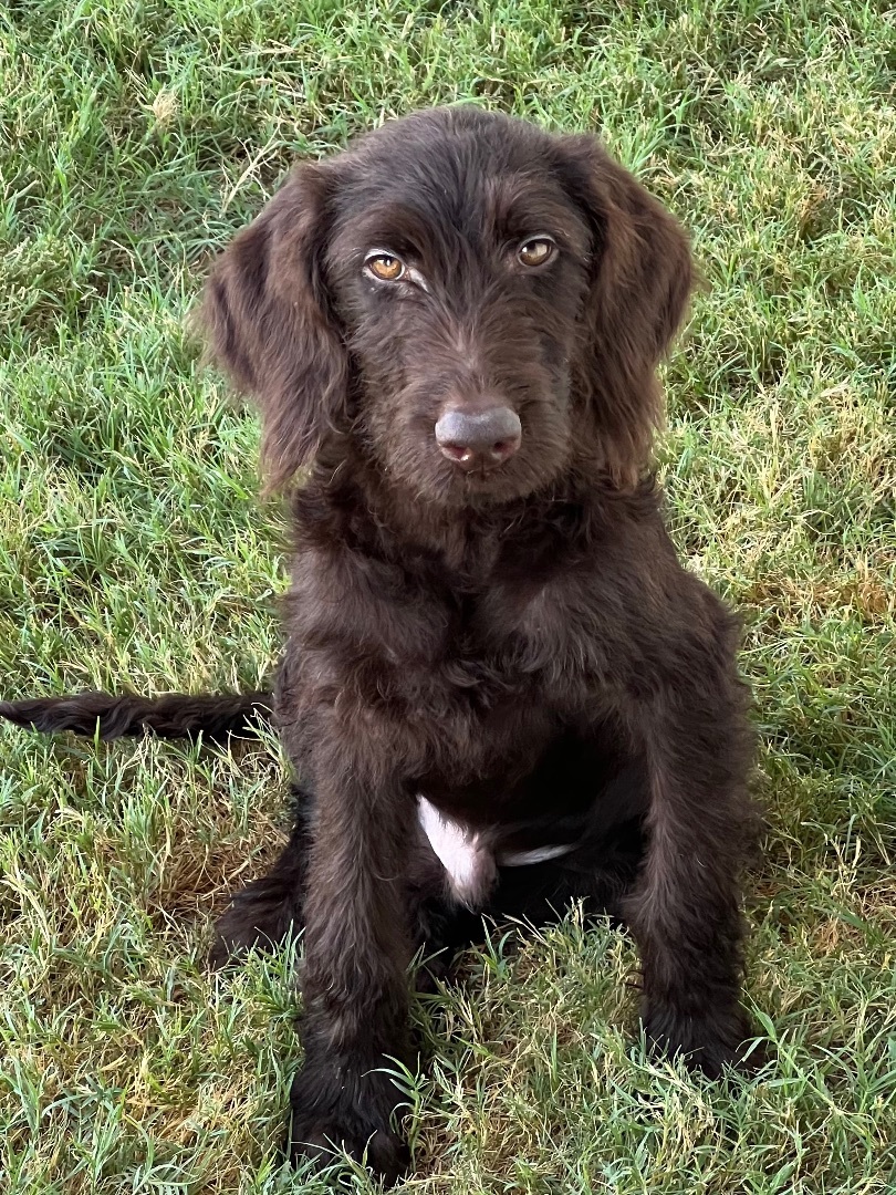 Cola, a Adopted mixed breed in Flower Mound, TX image 3/5