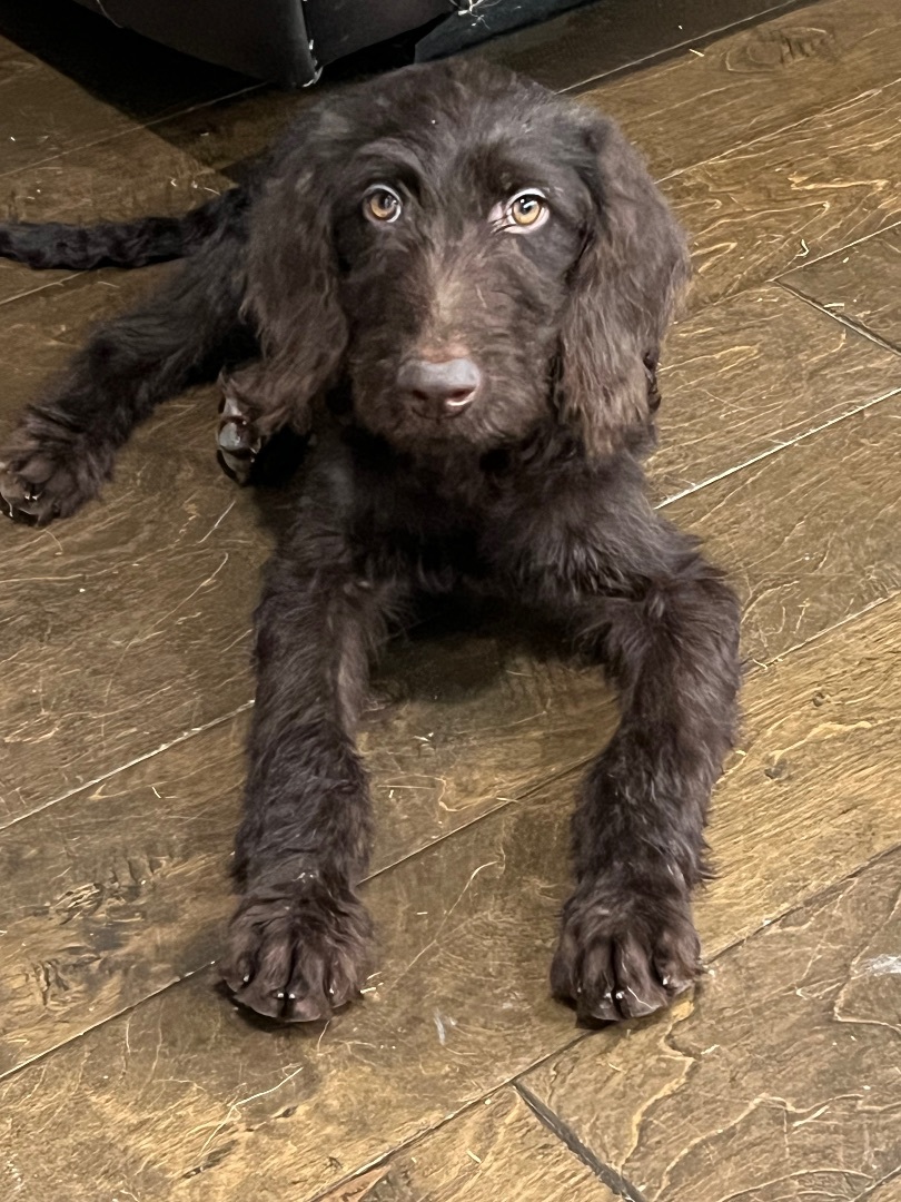 Cola, a Adopted mixed breed in Flower Mound, TX image 4/5
