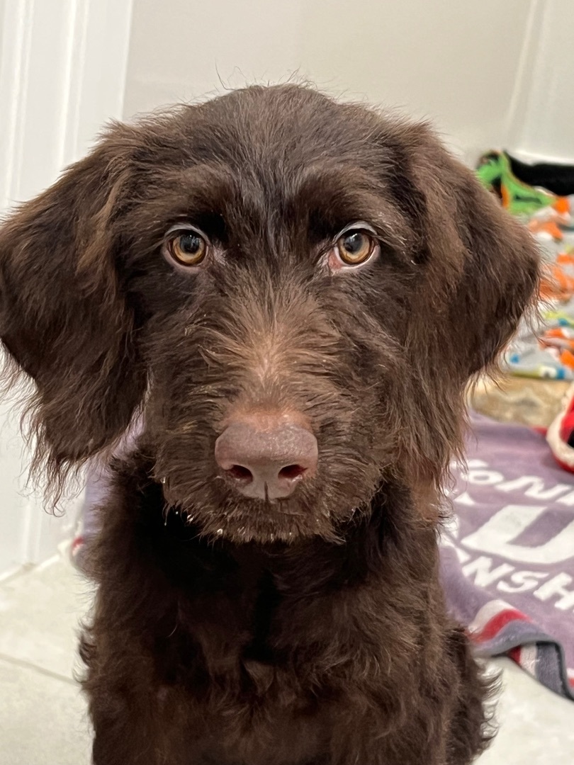 Cola, a Adopted mixed breed in Flower Mound, TX image 5/5
