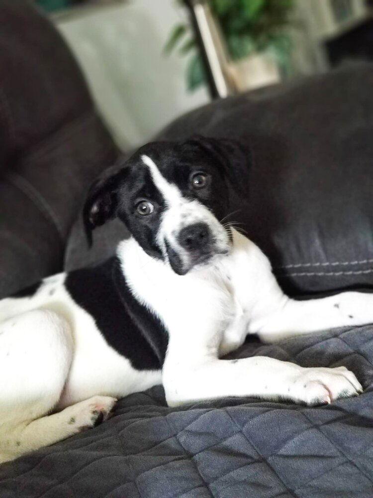 Panda (AL), Adoptable, Puppy Male Dogue de Bordeaux.