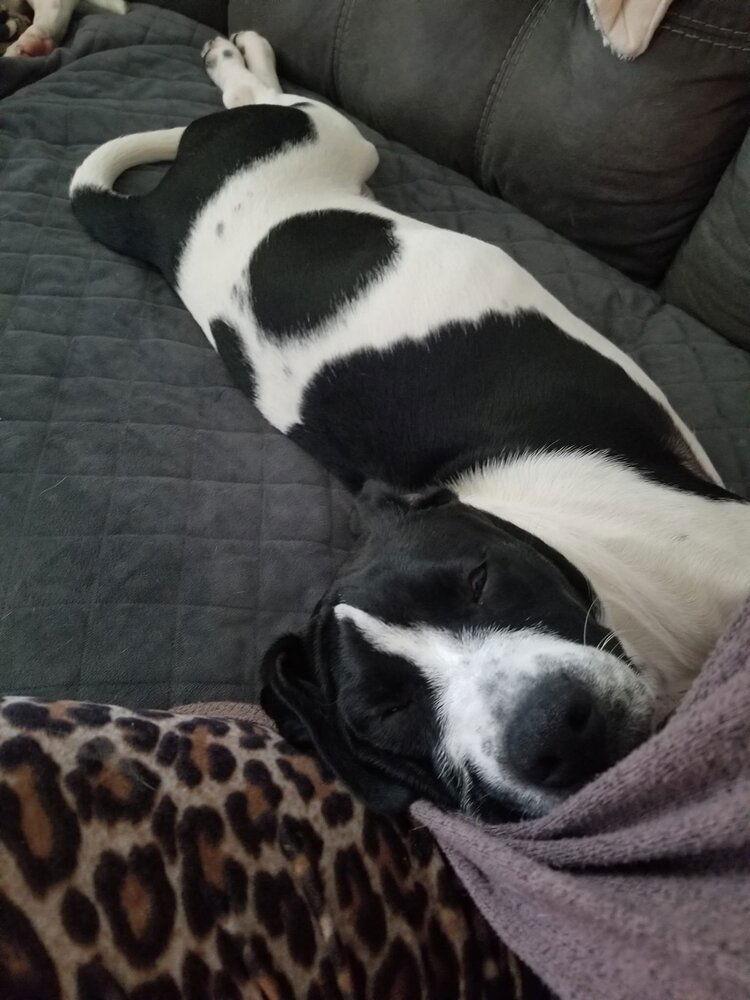 Enlarge Panda (AL), a Adoptable Dogue de Bordeaux in New York, NY image 2/3