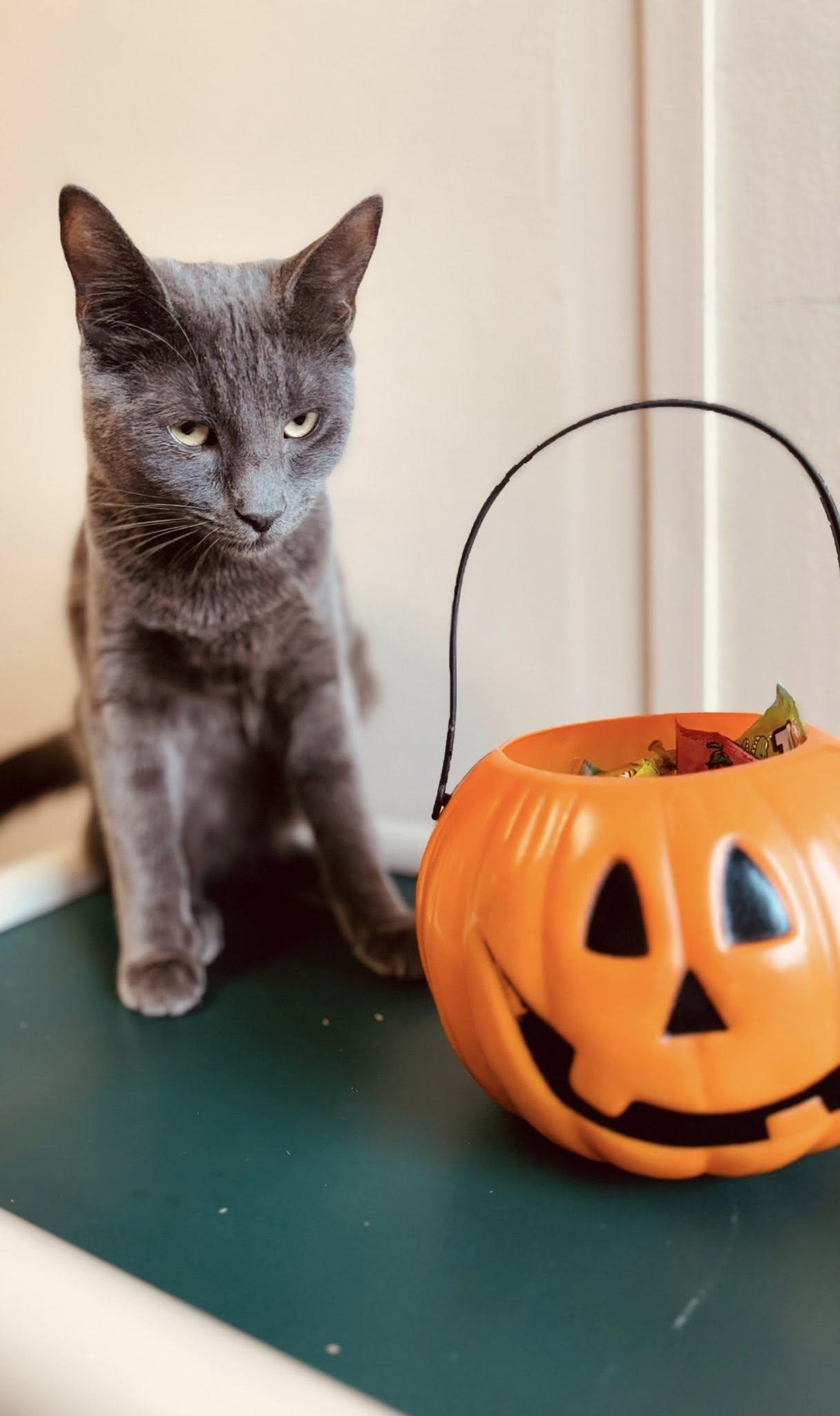 GENTRY, an adoptable Domestic Short Hair in Prineville, OR, 97754 | Photo Image 1