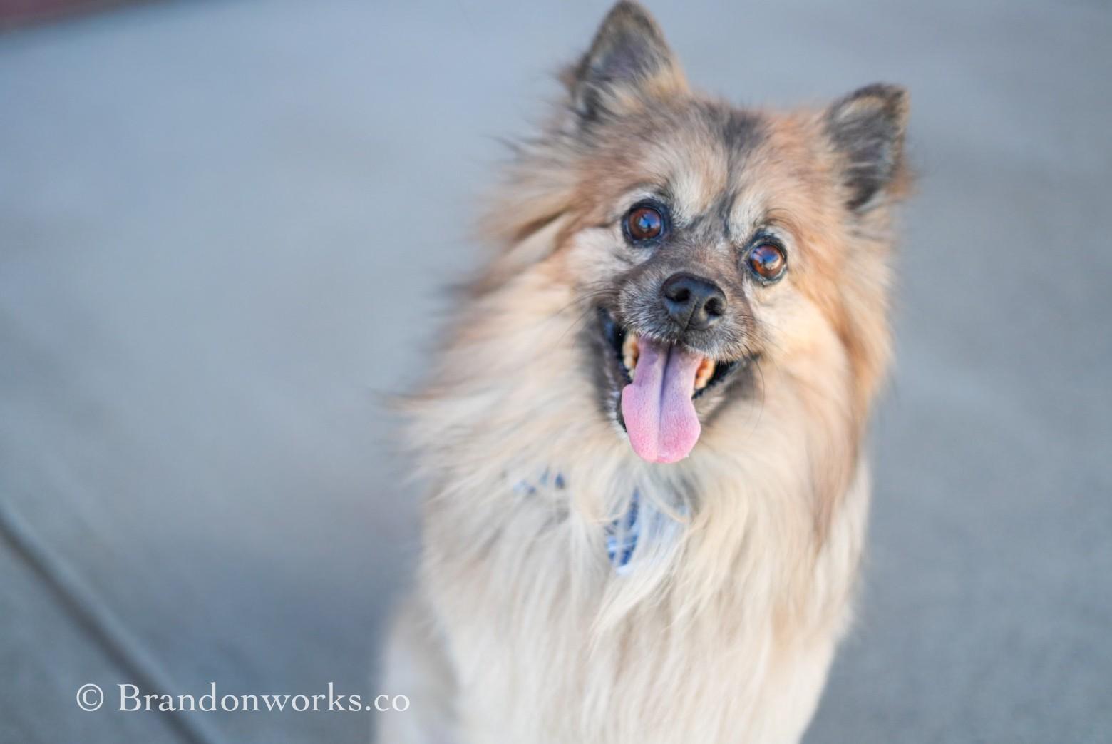 Enlarge Jojo **No Adoption Fee Through March** - SPECIAL NEEDS, an adopted Pomeranian in Stafford, VA image 5/6