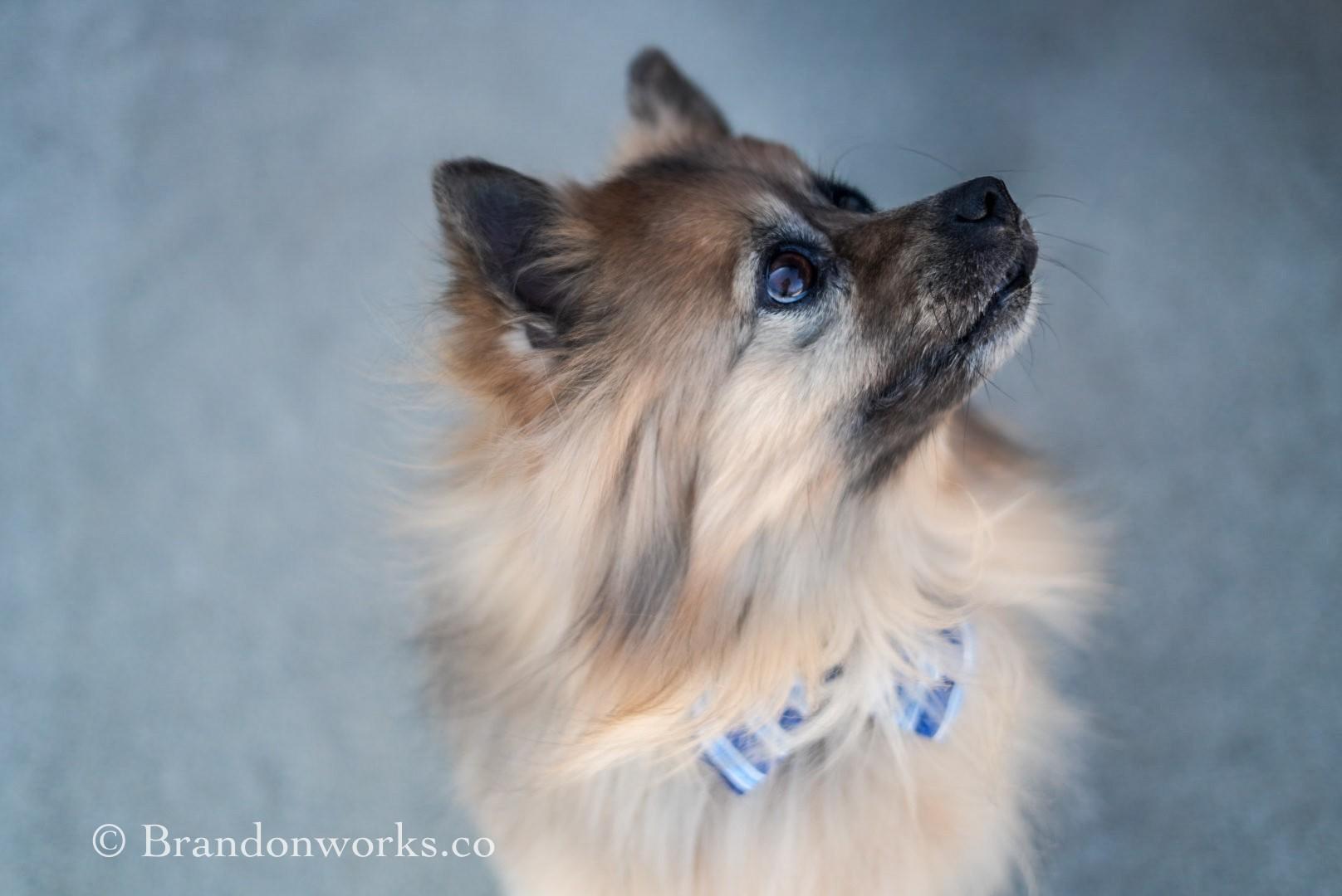 Enlarge Jojo **No Adoption Fee Through March** - SPECIAL NEEDS, an adopted Pomeranian in Stafford, VA image 4/6